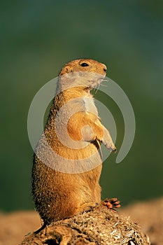 Black-tailed Prairie Dog