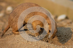 A Black-tailed prairie dog