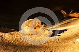 Black-tailed prairie dog