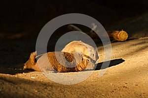 Black-tailed prairie dog