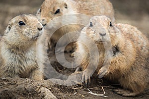 Black-tailed prairie dog Cynomys ludovicianus.