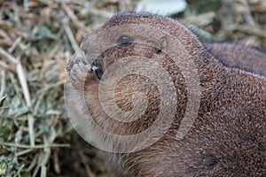 Black-tailed Prairie Dog, Cynomys ludovicianus