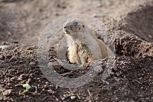 Black-tailed prairie dog (cynomys ludovicianus)