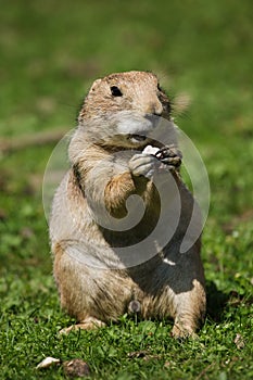 Black-tailed prairie dog Cynomys ludovicianus