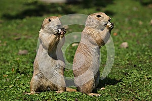 Black-tailed prairie dog Cynomys ludovicianus