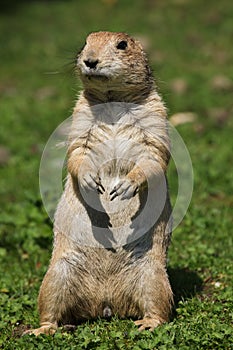 Black-tailed prairie dog Cynomys ludovicianus