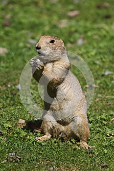 Black-tailed prairie dog Cynomys ludovicianus