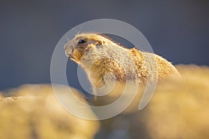 Black-tailed prairie dog Cynomys ludovicianus