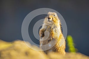 Black-tailed prairie dog Cynomys ludovicianus