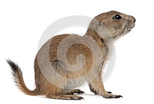 Black-tailed prairie dog, Cynomys ludovicianus photo