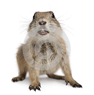 Black-tailed prairie dog, Cynomys ludovicianus photo