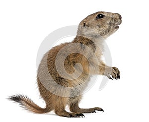 Black-tailed prairie dog, Cynomys ludovicianus photo