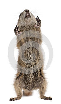 Black-tailed prairie dog, Cynomys ludovicianus photo