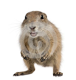 Black-tailed prairie dog, Cynomys ludovicianus photo