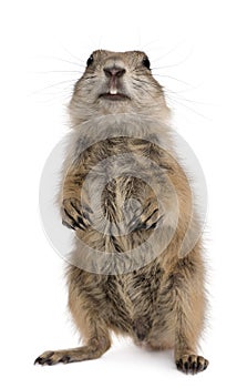 Black-tailed prairie dog, Cynomys ludovicianus photo