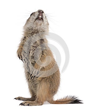 Black-tailed prairie dog, Cynomys ludovicianus photo