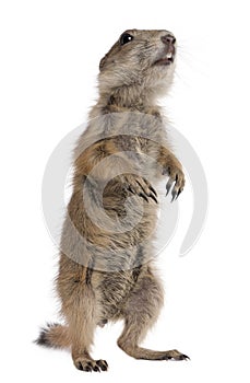 Black-tailed prairie dog, Cynomys ludovicianus photo