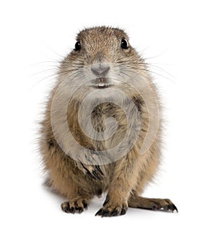 Black-tailed prairie dog, Cynomys ludovicianus