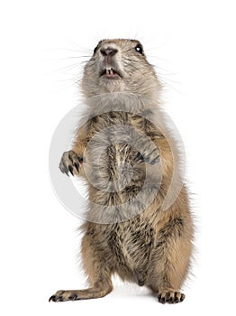 Black-tailed prairie dog, Cynomys ludovicianus photo