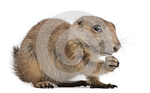 Black-tailed prairie dog, Cynomys ludovicianus photo