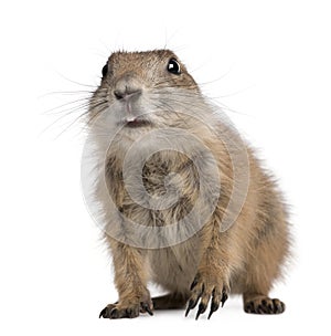 Black-tailed prairie dog, Cynomys ludovicianus photo