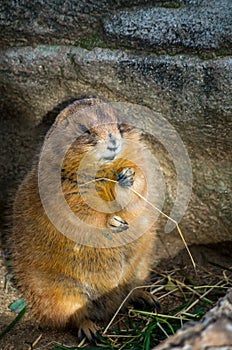 The black-tailed prairie dog, Cynomys ludovicianus