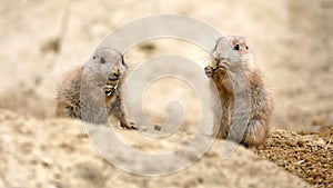 Black-tailed prairie dog Cynomys ludovicianus