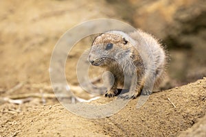 Black-tailed prairie dog Cynomys ludovicianus