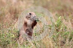 Black-tailed prairie dog Cynomys ludovicianus