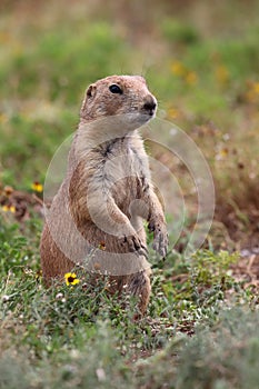 Black-tailed prairie dog Cynomys ludovicianus