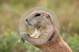 Black-tailed prairie dog Cynomys ludovicianus