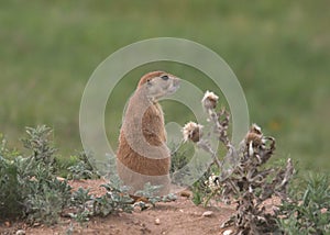 Black-tailed Prairie Dog cynomys ludovicianus