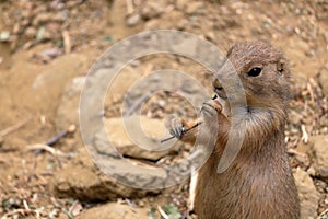 Black-tailed prairie dog Cynomys ludovicianus.