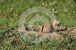 Black-tailed prairie dog (Cynomys ludovicianus)