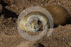 Black-tailed prairie dog Cynomys ludovicianus 3