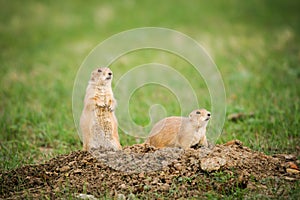 Black-tailed Prairie Dog (Cynomys ludovicianus)