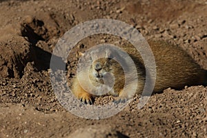 Black-tailed prairie dog Cynomys ludovicianus 4