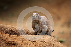 Black-tailed prairie dog (Cynomys ludovicianus)