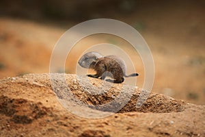 Black-tailed prairie dog (Cynomys ludovicianus)