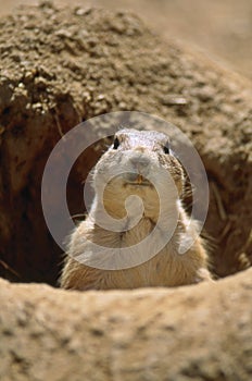 Black-tailed Prairie Dog (Cynomys ludovicianus)