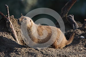 A black tailed prairie dog (Cynomys ludovicianus)