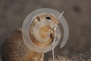 A black tailed prairie dog (Cynomys ludovicianus)