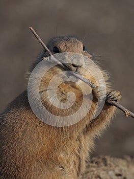 A black tailed prairie dog (Cynomys ludovicianus)