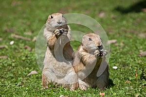 Black-tailed prairie dog (Cynomys ludovicianus).