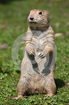 Black-tailed prairie dog (Cynomys ludovicianus).