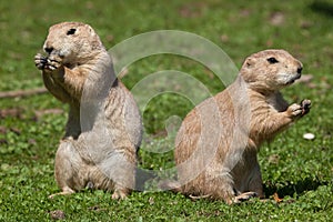 Black-tailed prairie dog (Cynomys ludovicianus).