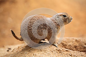 Black-tailed prairie dog (Cynomys ludovicianus)