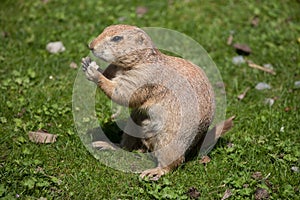 Black-tailed prairie dog (Cynomys ludovicianus).