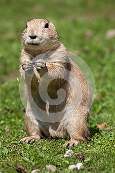 Black-tailed prairie dog (Cynomys ludovicianus).