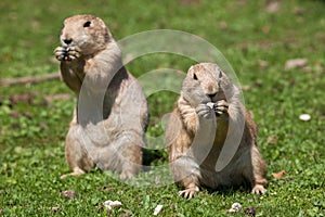 Black-tailed prairie dog (Cynomys ludovicianus).